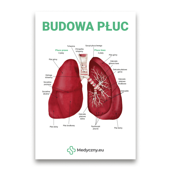 An anatomical diagram of the human lungs with Polish labels and the title 'BUDOWA PŁUC' at top.