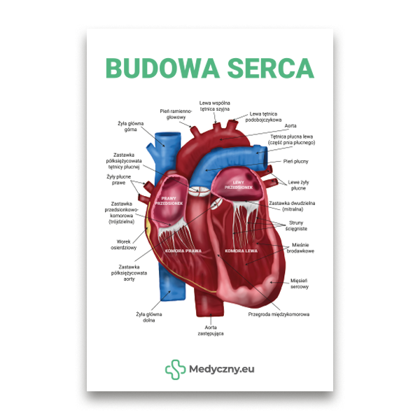 Detailed labeled diagram of the human heart with Polish labels, showing chambers, vessels, and anatomy (title: Budowa Serca).