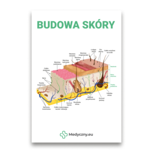 Educational cross-section diagram of human skin with labeled layers and structures (in Polish) titled 'Budowa skóry'