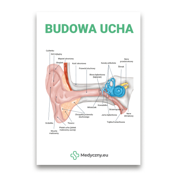 Cross-section diagram of the human ear with labeled outer, middle, and inner ear parts; Polish title 'Budowa ucha' at top.