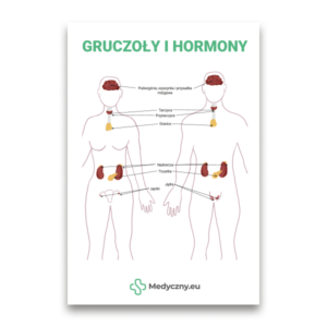 Educational diagram of male and female bodies with labeled glands (hypothalamus, pituitary, thyroid, adrenals, pancreas, ovaries, testes) about hormones.