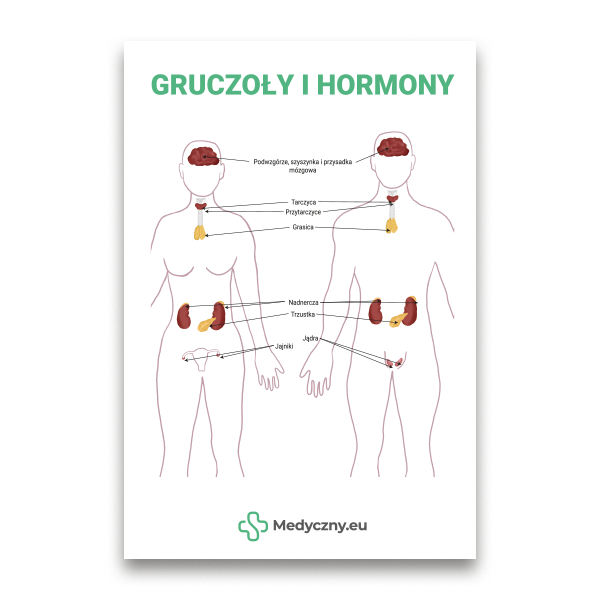 Educational diagram of male and female bodies with labeled glands (hypothalamus, pituitary, thyroid, adrenals, pancreas, ovaries, testes) about hormones.