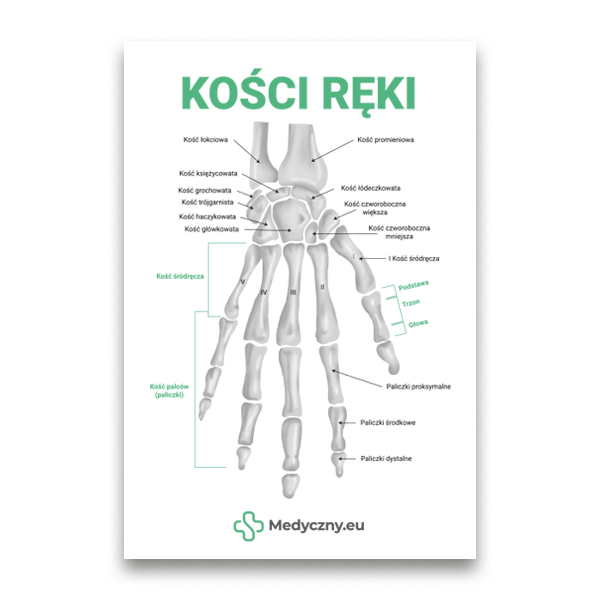 Labeled diagram of a human hand skeleton (palm and fingers) with Polish bone names, logo Medyczny.eu at the bottom.