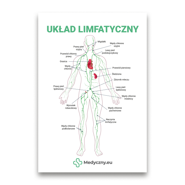 Labelled diagram of the human lymphatic system with vessels and nodes, Polish title UKŁAD LIMFATYCZNY.