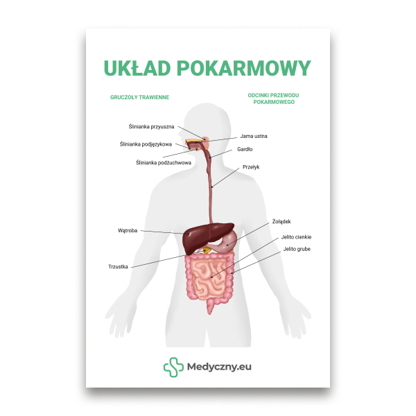 Ilustracja układu pokarmowego z oznaczeniami: jama ustna, przełyk, żołądek, wątroba, trzustka, jelito cienkie i jelito grube.